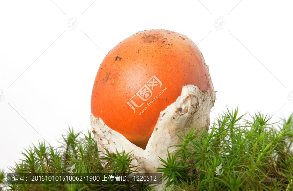 橙蓋鵝膏菌菇