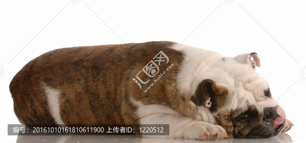 英國斗牛犬的鋪設與舌頭伸出來