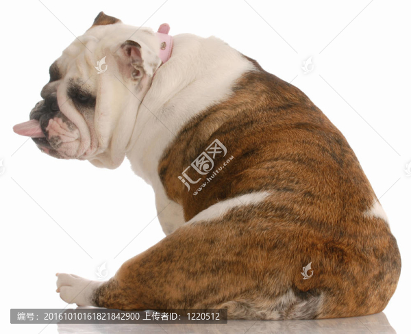 狗的一個(gè)壞的態(tài)度-英國(guó)斗牛犬從背后用舌頭伸出來