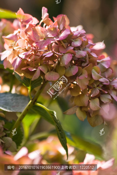 霍滕西亞的花在夏末-垂直