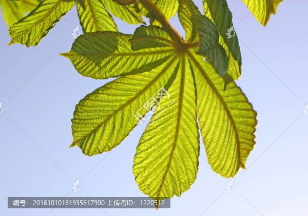 自然風(fēng)。
