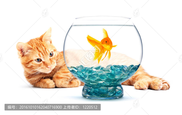 金魚和貓