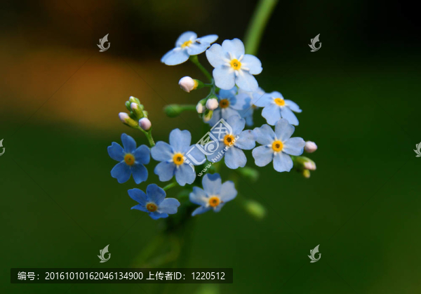 不要忘記我