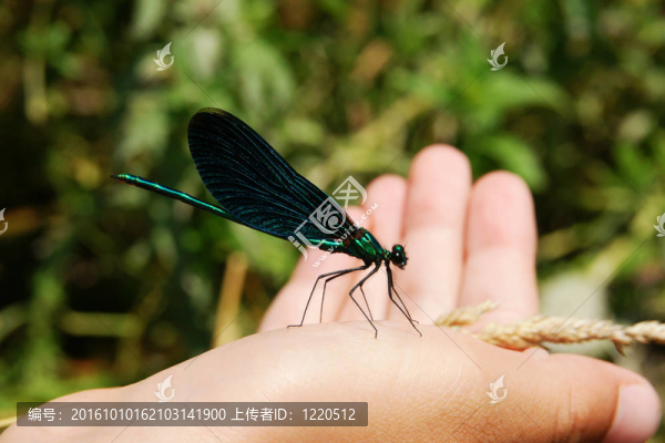 蜻蜓