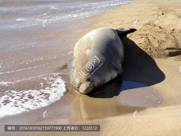 放松的海灘上