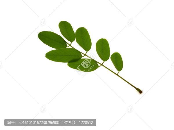 相思綠枝