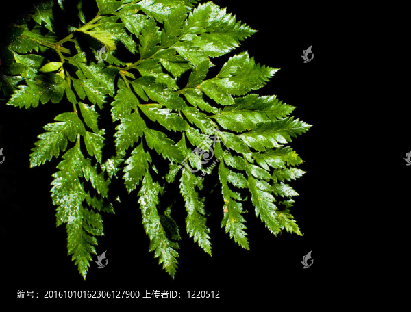 水滴離開(kāi)的蕨類植物