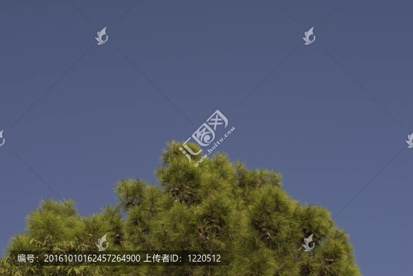 天空和樹
