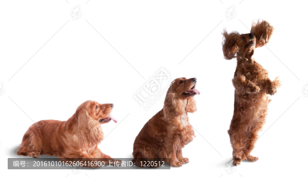 可卡犬