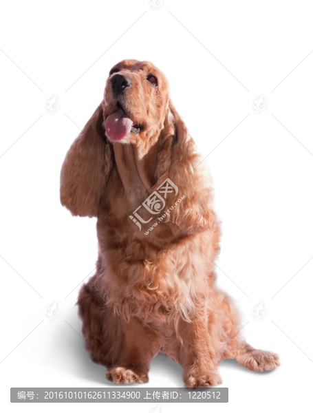 可卡犬