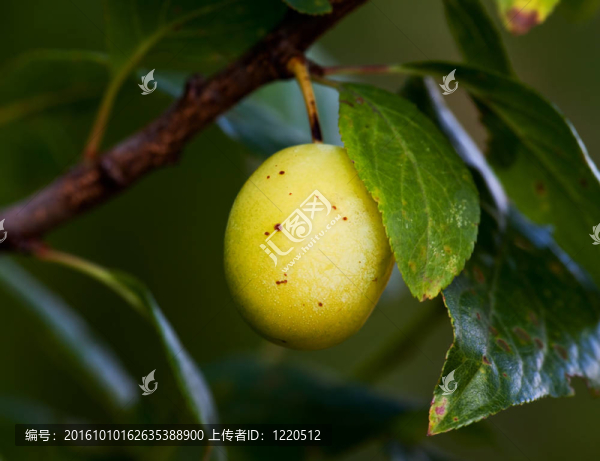 梅花在花園的一個(gè)樹枝上
