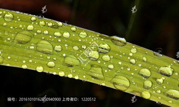 雨后葉子上的水滴