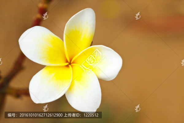 熱帶花卉雞蛋花