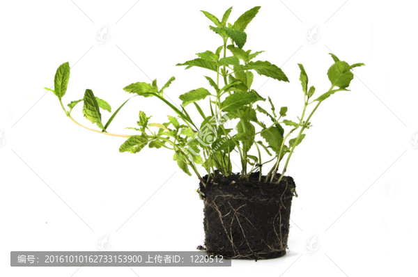薄荷