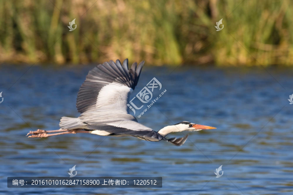 蒼鷺飛行