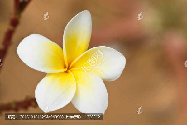 熱帶花卉雞蛋花