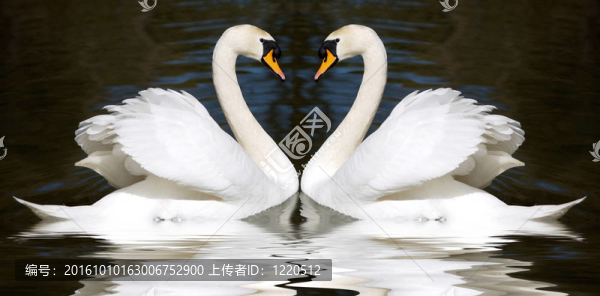 可愛的天鵝
