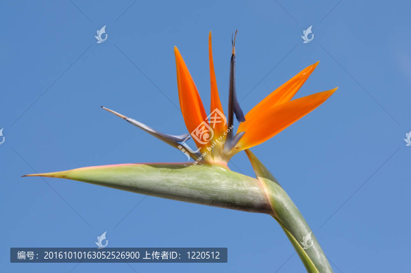 鶴望蘭或天堂鳥花和藍色的天空