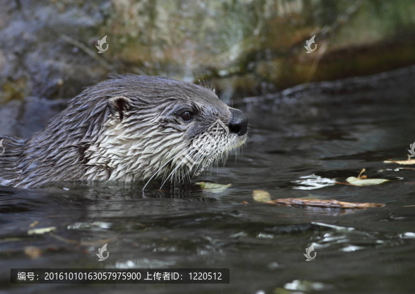 水獺