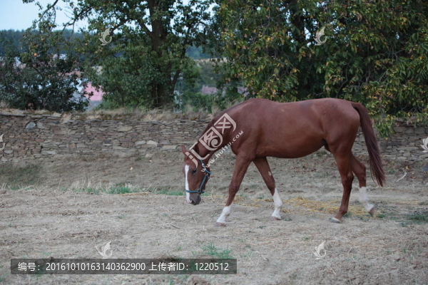 馬