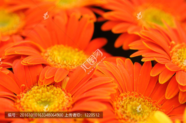 橙色的Gerber的花