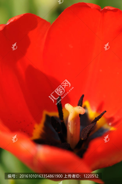 紅色郁金香特寫