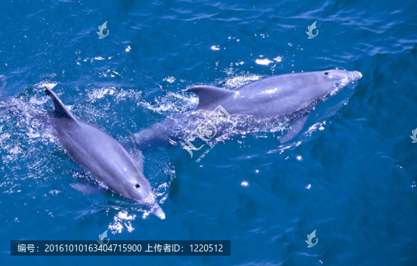 對(duì)海豚