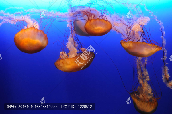 橙色水母