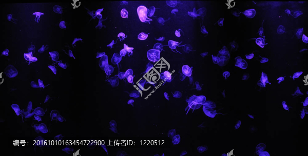 發(fā)光的水母