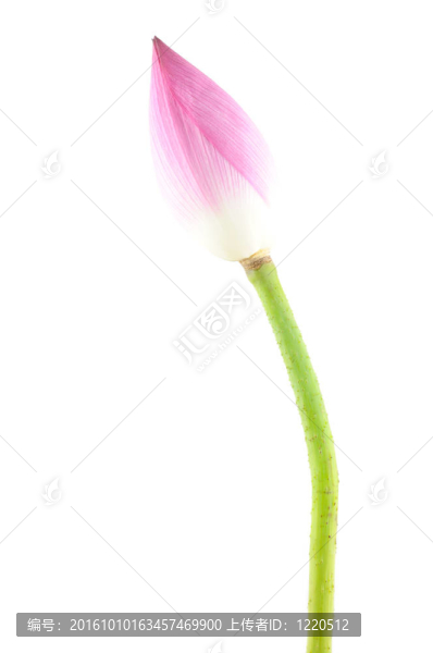蓮花
