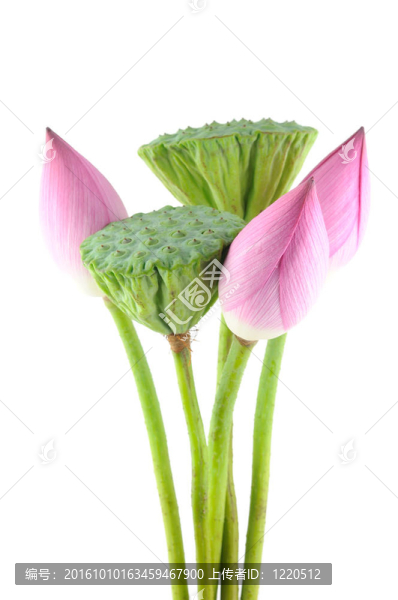 荷花和莢