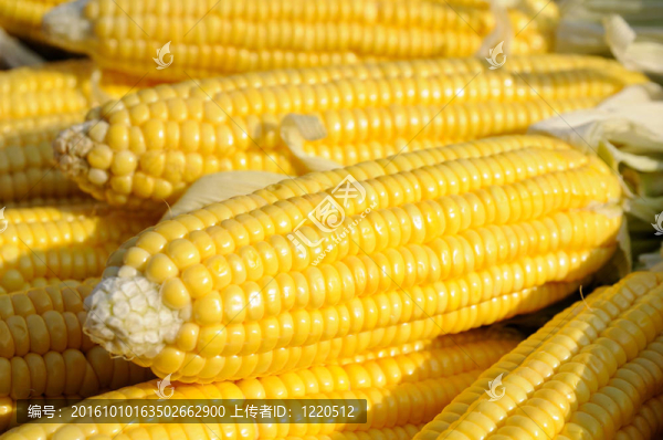黃色的玉米棒子