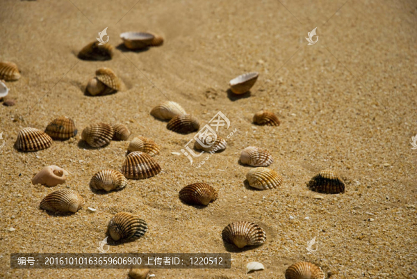 海貝殼
