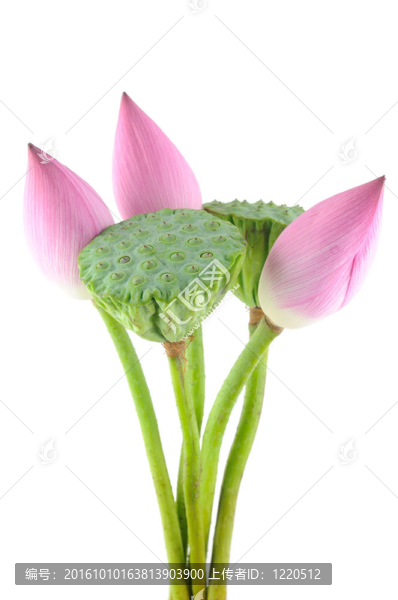 荷花和莢
