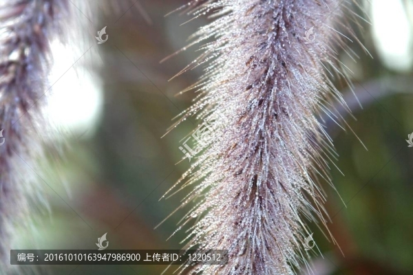 草地上的露水