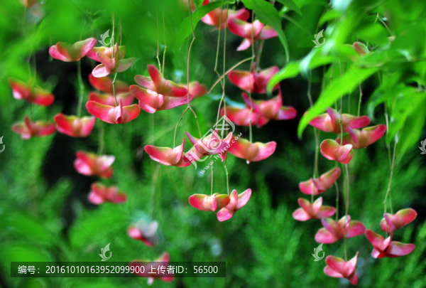 奇花異草