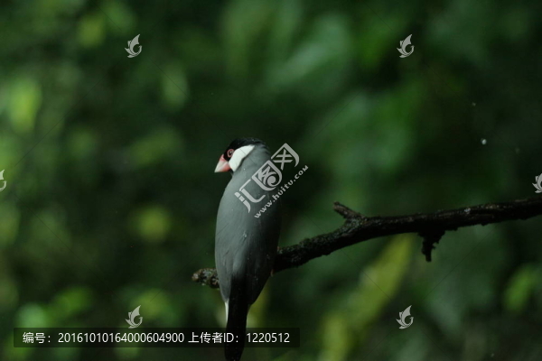 叢林鳥