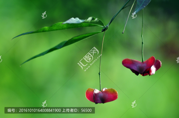 微距花卉