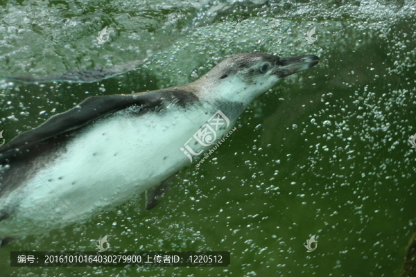 企鵝