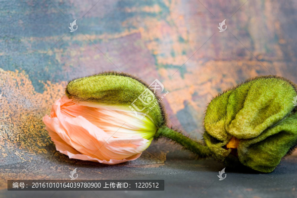 罌粟花