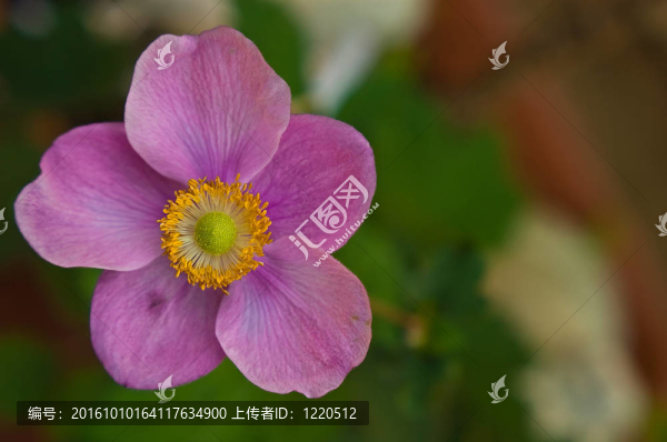粉紅色的牡丹花