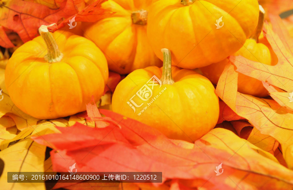 萬圣節(jié)南瓜