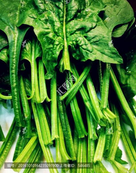 波菜
