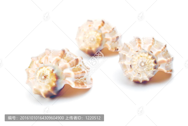 殼