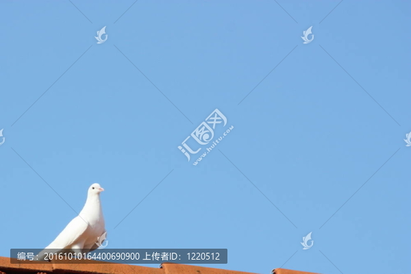 白鴿