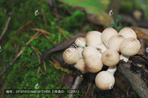 毒蘑菇