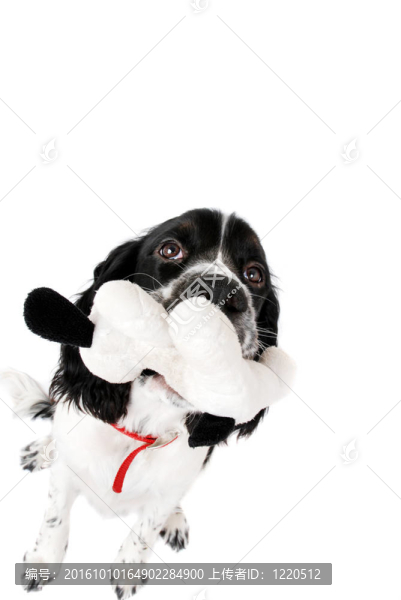 英國史賓格犬白色隔離與玩具。