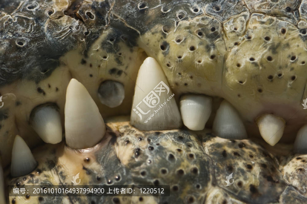 鱷魚的牙齒