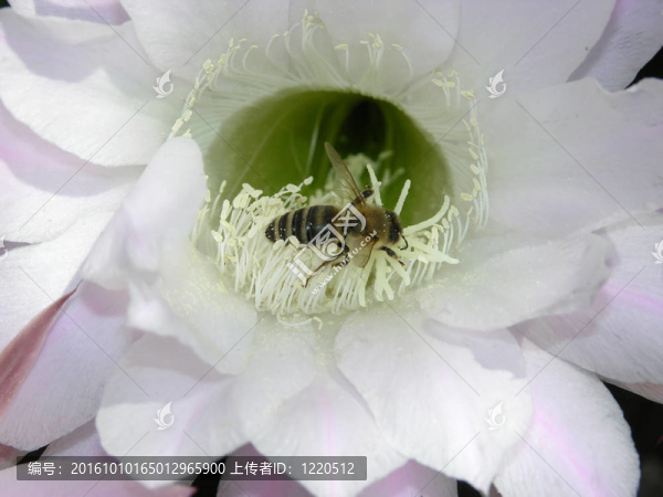 仙人掌開(kāi)花蜜蜂尋找食物