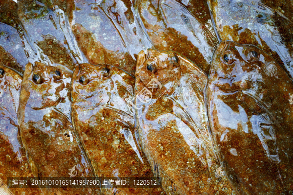 牙鲆魚